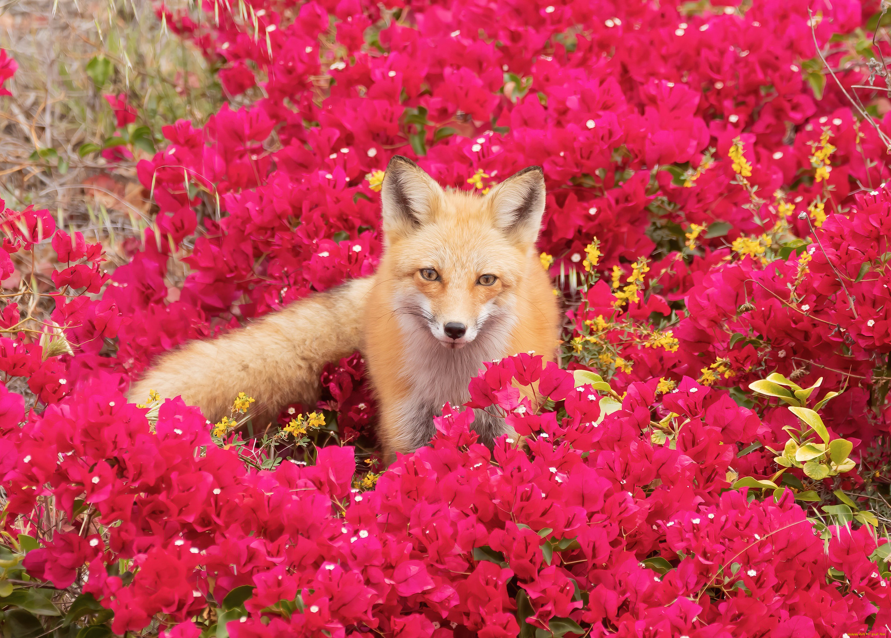 Fox цвет. Розовая лиса. Лиса и цветы. Лисица в цветах. Лисы в цветах.